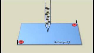 Hemoglobina glicosilada y electroforesis [upl. by Novanod]