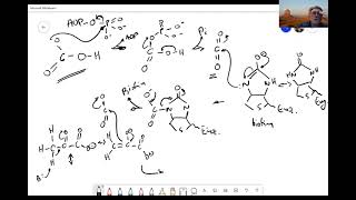 23 Anaplerosis in the TCA cycle [upl. by Vanzant960]