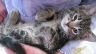 Orphaned Kitten Care How to Videos  How to Wean Orphaned Kittens onto Solid Foods [upl. by Everick208]