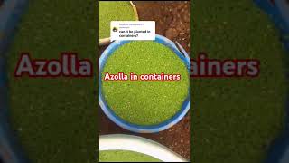 Azolla farming in containers [upl. by Noivad605]