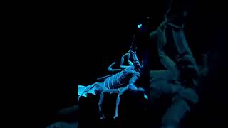 Bioluminescence vs Biofluorescence learn bioluminescnence biofluorescence wildlife education [upl. by Tipton]