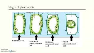 Plasmolysis amp Imbibition [upl. by Sprage]