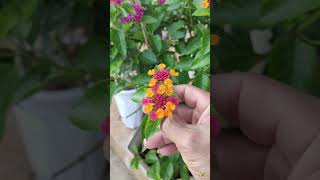 Lantana Plant  garden lantana flower [upl. by Nomaid]