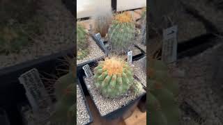 Beautiful rare copiapoa music song video [upl. by Nitsreik]