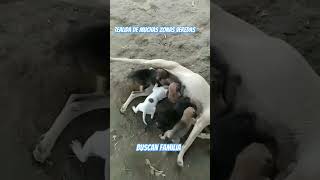 Estos bebés acabaron de ser rescatados en canalete Córdoba buscan familia en Medellín rescat dog [upl. by Hsaniva]