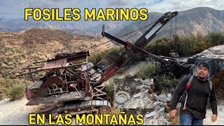 INCREÍBLES 🫢 FÓSILES MARINOS EN LAS MONTAÑAS ALTAS [upl. by Zicarelli969]