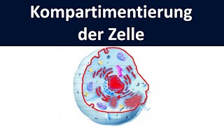 Kompartimentierung der Zelle  Kompartimentierung durch Membranen Biologie Mittel und Oberstufe [upl. by Randall282]