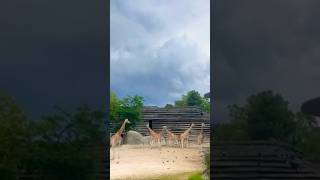 Giraffes in zoo🦒🦒france trending zoo shorts foryou viralvideo [upl. by Anitsyrhk]