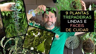 9 Plantas Trepadeiras Lindas e Fáceis de Cuidar 1 [upl. by Safier]