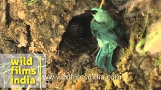 Beautiful Verditer Flycatcher at its nest [upl. by Pammie]