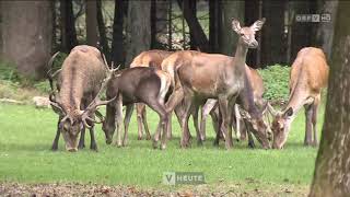 Jägertage Lebensraum für Wild ORF Vorarlberg heute [upl. by Illah]