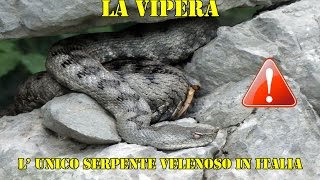 La vipera lunico serpente velenoso presente in Italia 🐍 escursionisicure [upl. by Claribel]