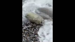 baby seal wakes up from wave seal sealy sealpup animal animalmeme animalshorts [upl. by Dranreb237]