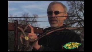 How To Prune Grapes Cane Type [upl. by Findley]