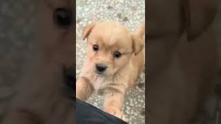 Barking 🤫 puppy puppyentertainment dog cute doglover puppydog youtubeshorts shortvideo [upl. by Iamhaj748]