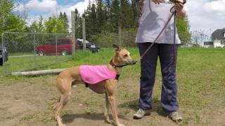 Northern Azawakh Association ASFA First Lure Coursing Trial in Canada [upl. by Hermosa]