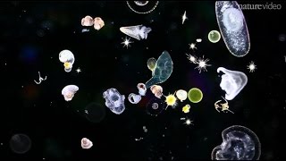 Five Reasons To Thank Plankton [upl. by Akyssej772]