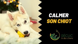 Comment calmer un chiot agité [upl. by Dlonyer204]