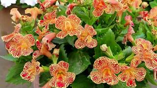 Mimulus flowers also known as Monkeyflowers [upl. by Laius408]