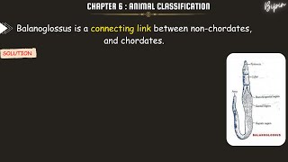 Balanoglossus is a connecting link between nonchordates and chordates [upl. by Inalej]