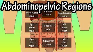 Abdominopelvic Quadrants And Regions  Abdominal Quadrants [upl. by Yup776]