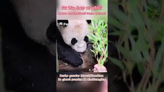 Breaking News Panda He Ye Is Female He Hua Has A Sister Now  iPanda shorts [upl. by Nayra]