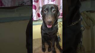 Choco labrador petowner dogowner pets dogs doglover petlover dogs viral trending ytshort [upl. by Hamo]