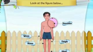 Learn Grade 1  Science  The Parts Of The Body and Their Functions [upl. by Lodmilla743]