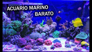 Acuario Marino Barato  Ep 01 [upl. by Jilleen]