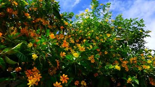 Golden Gardenia Fragrant Tree Gardenia Mutabilis [upl. by Tadeo]