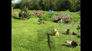 Australian Labradoodle Puppies Black and White [upl. by Dranrev]