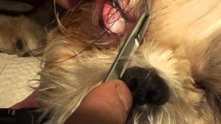 Treating a corneal ulcer in a bug eyed dog [upl. by Vaenfila]