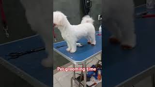 pets groom grooming groomingsalon groomingdog groomer funny like videos youtube groomers [upl. by Aicenra]