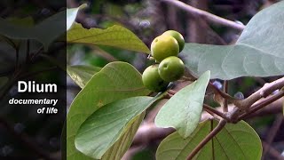 Kashmir tree Gmelina arborea [upl. by Dwight]