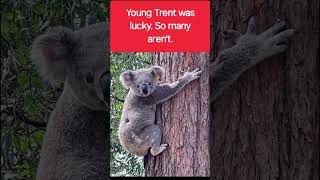 Koala Trent wrestled from dog 2024 [upl. by Vihs]