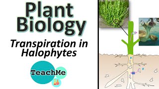 91  Transpiration in Halophytes  IB Biology  TeachMe [upl. by Laris]