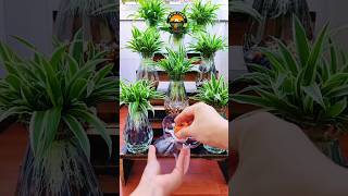 indoor plants bottle decoration indoorplants plantscare bottleplanter shortsfeed [upl. by Edmunda]