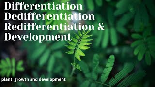 DifferentiationDedifferentiation Redifferentiation ampDevelopmentPlant growth and development p2 [upl. by Nylirrej]