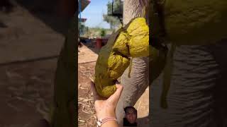 Elephant poop elephant animals pets zoo zooanimals [upl. by Wiskind]