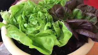 EASY REGROWING STORE BOUGHT BUTTER LETTUCE  eat fresh save money [upl. by Nawyt898]