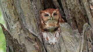 Red Morph Eastern Screech Owl Whinnying Call  Territorial Call [upl. by Philipa870]