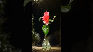 Mera Chand Mujhe Aaya Hai Nazar dancing flowers pot 🌹💐dance [upl. by Aizti]