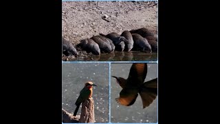 Rosies Pan  Banded Mongoose Family Multi colored Bee Eater July 4 2024 [upl. by Wilhelmine474]