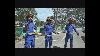 Tiga beranak tidur bersama ular tedung selar [upl. by Asenad]