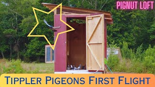 Pignut Loft  Tippler Pigeons First Flight 🕊️ [upl. by Mcgannon87]