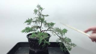 BonsaiRohlingHandelswareWacholder Juniperus [upl. by Yrol]