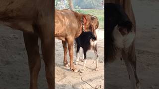 The goats are enjoying the best day of the year shorts short shorts। Cattle Farm 12oct e1 [upl. by Silberman]