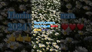 Floriade Canberra 2024 Video5 ❤️❤️❤️👍👍👍🇦🇺🇦🇺🇦🇺 [upl. by Asereht340]