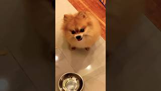 This Pomeranian Needs a Lawyer 🤣￼ [upl. by Courtney227]