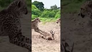 Leopards guard antelopes at close range  confusing animal behavior [upl. by Zeuqirdor]